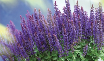 Si Salvia chi pu&ograve;!