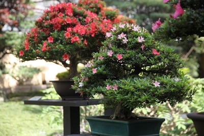 11-19 Maggio 2024: in scena il 13&deg; Satsuki Bonsai Festival