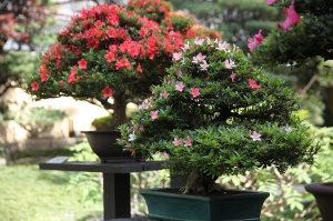 11-19 Maggio 2024: in scena il 13&deg; Satsuki Bonsai Festival