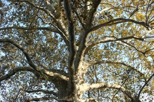 Il Mipaaf lancia un concorso fotografico per immortalare sua maestà l’albero