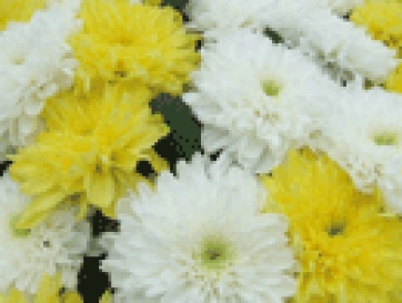 Mercato dei Fiori di Sanremo: aperture straordinarie e orari stagione floricola 2013-2014