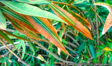 Xylella, aggiornato elenco per il passaporto europeo