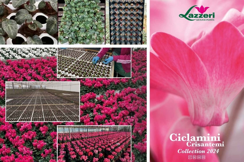 Il 2024 si colora di Ciclamino grazie al nuovo catalogo di Lazzeri Giovani Piante