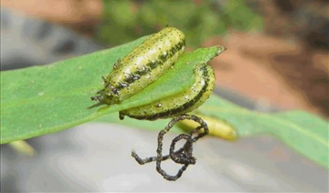 Si diffonde in Italia il Punteruolo dell'eucalipto