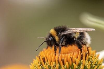 Biodiversità su balconi e terrazze: serre aperte alla Floricoltura Laimburg