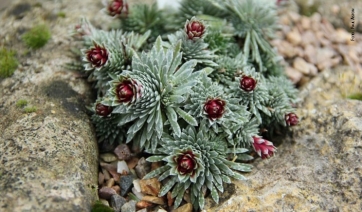 Un raro e utilissimo minerale scoperto in una pianta alpina