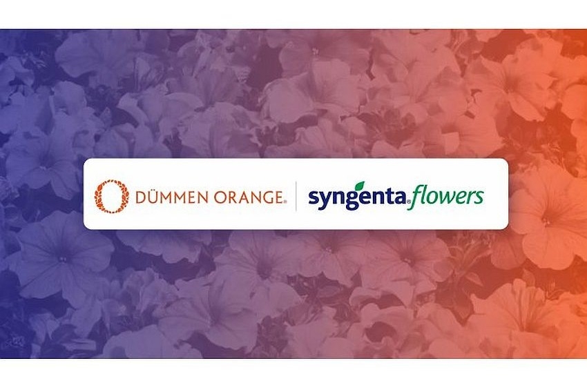 Dümmen Orange e Syngenta Flowers uniscono le forze: nasce una nuova realtà per il breeding e la propagazione