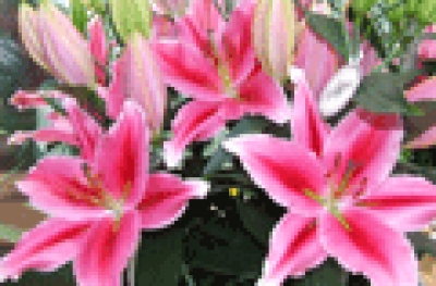 Festa della mamma: fiori in dono da 4 milioni di italiani