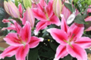 Festa della mamma: fiori in dono da 4 milioni di italiani