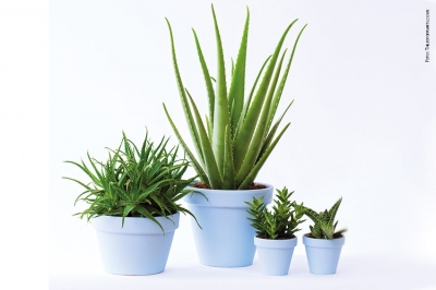 ALOE, la pianta dell'immortalit&agrave;