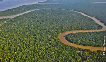 Amazzonia, alberi infiniti