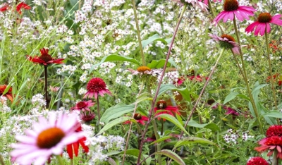 Liberalizzazione degli ordini professionali: gli agronomi non ci stanno