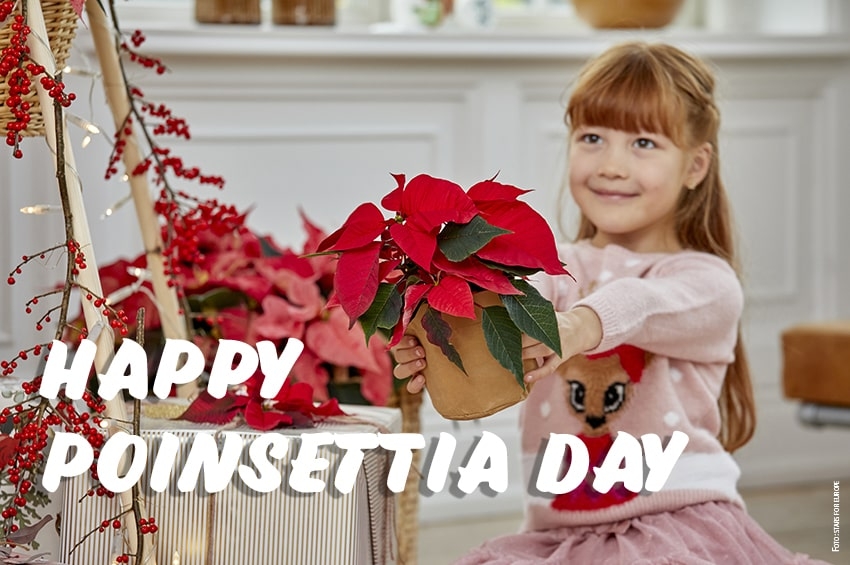 12 Dicembre, Giornata della Stella di Natale: una curiosità, un ripassìno e un brindisi (ma con il bicchiere giusto!)