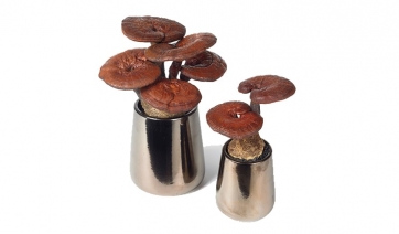 Dalla pluri millenaria medicina cinese il fungo dell&rsquo;immortalit&agrave; Lingzhi