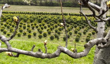 Terrevive: 194 terreni agricoli dello Stato in vendita e affitto