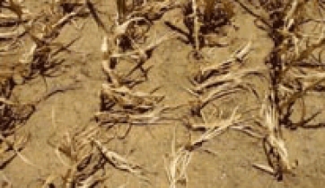 CIA: tra caldo rovente e voucher la situazione nelle campagne &egrave; infernale