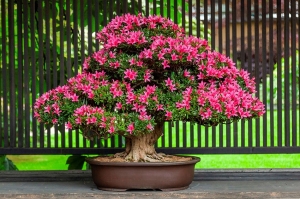 Primavera: &egrave; tempo di Satsuki Bonsai Festival