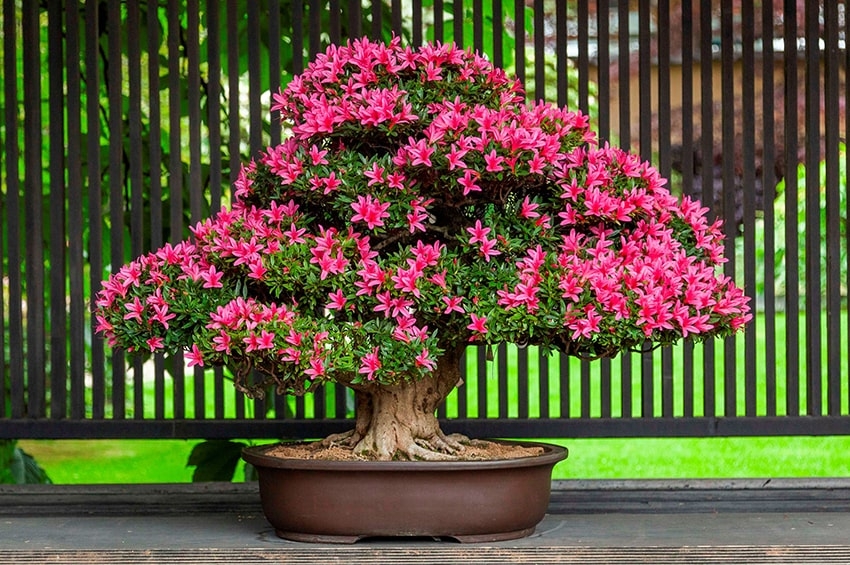 Primavera: è tempo di Satsuki Bonsai Festival