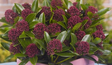 La SKIMMIA &egrave; molto popolare nel periodo natalizio