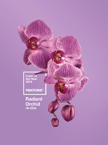 PANTONE - Un anno color orchidea brillante