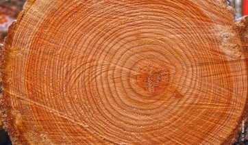 Negli anelli degli alberi la storia del Pianeta