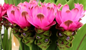 CURCUMA, istruzioni per l'uso. Dalla serra, al negozio, a casa