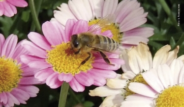 Pesticidi neonicotinoidi: novit&agrave; in arrivo a inizio del 2018