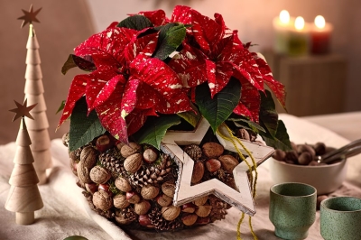 Composizioni in vaso: a Natale la Poinsettia incontra la perfezione del cerchio