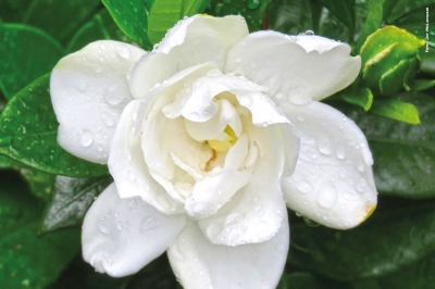 Sequenziato il genoma della Gardenia per la ricerca farmacologica