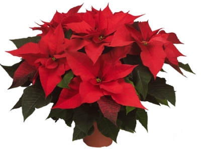 FLASH ULTIM'ORA: CONVEGNO SULLA POINSETTIA