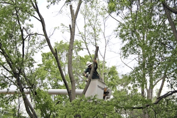 Milano: una &ldquo;green list&rdquo; contro le potature selvagge