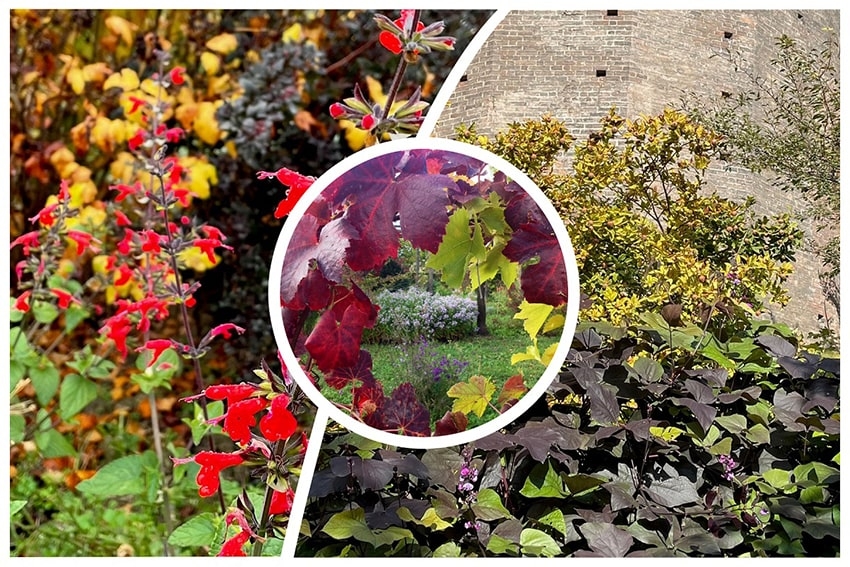 Piante di ieri e di oggi: a scuola di storia, teoria e pratica nel Giardino Botanico Medievale di Torino