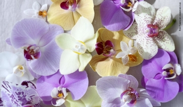 Che fine far&agrave; il mercato  delle orchidee in Europa?