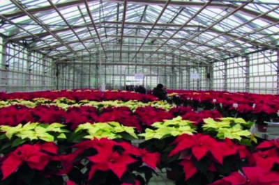 Poinsettia 2021, Giornata tecnica in presenza al Centro &ldquo;Po di Tramontana&rdquo;