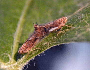 Micro-vibrazioni al posto della chimica contro gli insetti dannosi