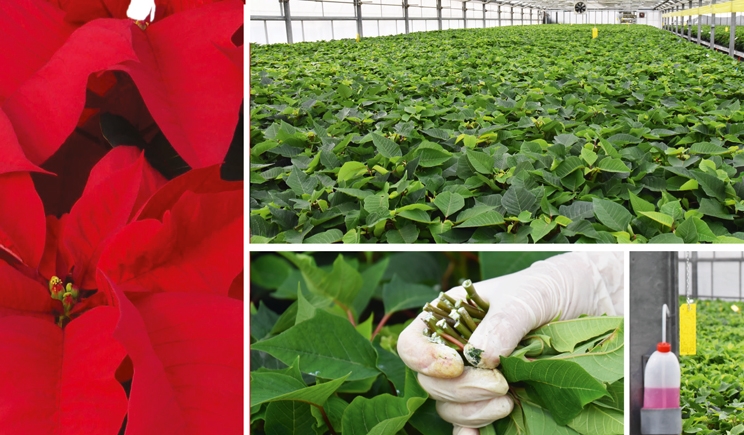 Poinsettie: Psenner dà appuntamento il 19 gennaio a Padova con Star Academy