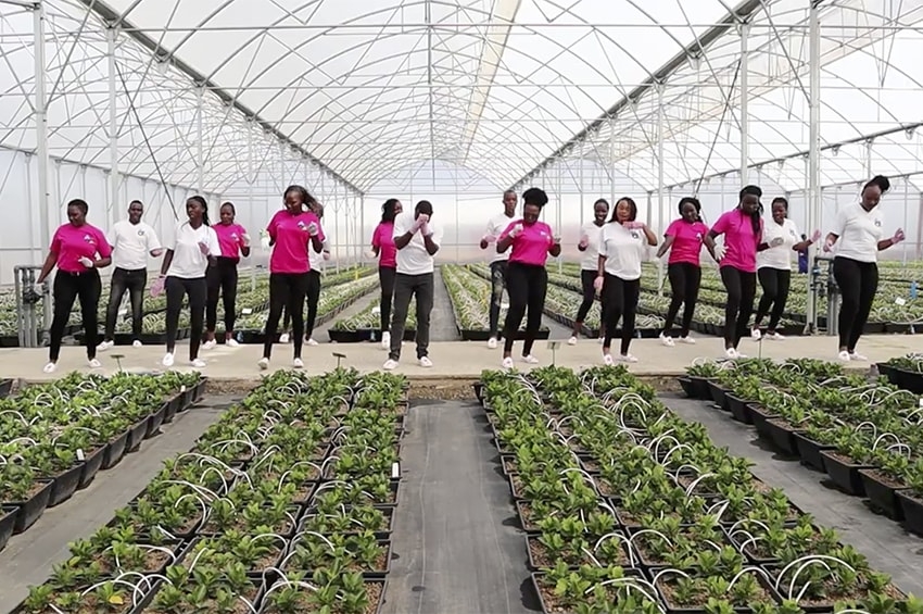 #Jerusalema: il messaggio di speranza partito dall’Africa si sta diffondendo nel mondo colpito dal Covid-19 e coinvolge anche la floricoltura