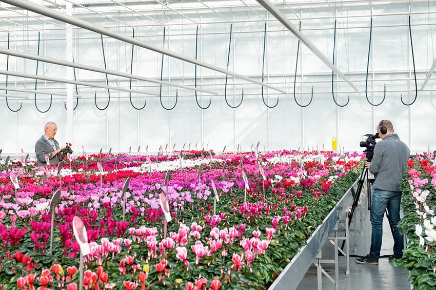 Cyclamen Open Days di Schoneveld Breeding dal 19 ottobre al 7 novembre on-line e off-line