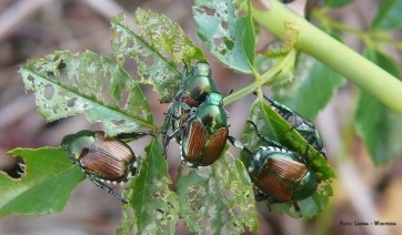 Popillia japonica: l&rsquo;Attila delle piante assedia Milano&nbsp;