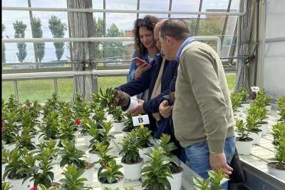 Veneto Agricoltura: pubblicati i risultati sperimentali 2024 nei settori orticolo e floricolo