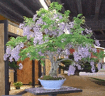 Varese: svelato il giallo del ladro di bonsai