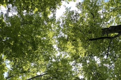 Alberi come case, partita una campagna di crowdfunding dell’Università Milano Bicocca