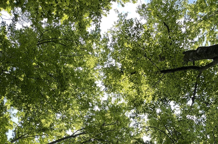 Alberi come case, partita una campagna di crowdfunding dell’Università Milano Bicocca