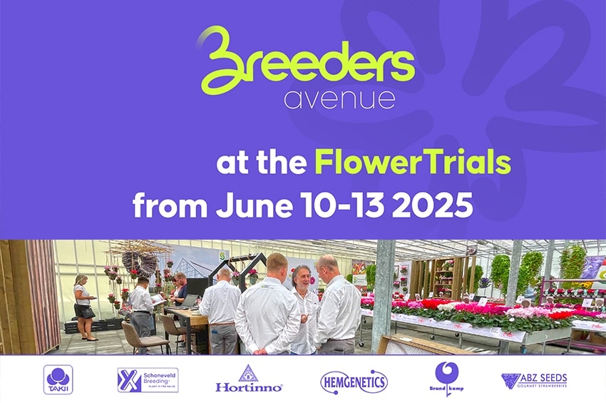 Ai FlowerTrials 2025 il Breeders Avenue raduna le novità di sei aziende ibridatrici