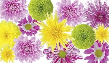 Ognissanti: produzione e vendita di crisantemi favorite dal perdurante bel tempo