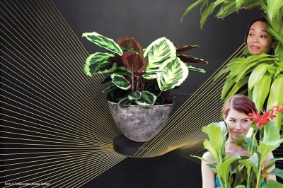 I soldi non crescono sugli alberi, ma attorno alle piante (da interni) rare s&igrave;