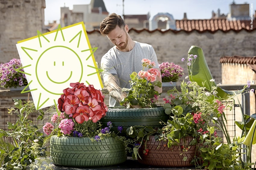 Gerani, poche semplici regole e un passo falso da evitare