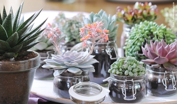 La &ldquo;febbre delle succulente&rdquo; in Asia fa crescere il contrabbando in California