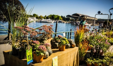 Trifolia 2016 sul Lago Maggiore