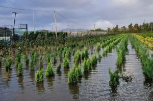 Maltempo in Toscana: allagamenti per vivai e aziende agricole della piana pratese